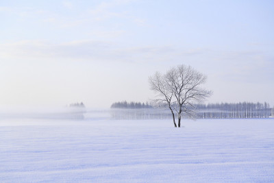 雪树