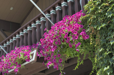 Window Boxes, Frankenmuth, Michigan