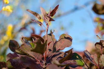 一个特写的一个分支的scoopia (Cotinus coggýgria)对蓝色的天空。