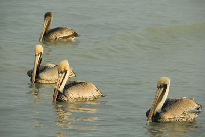 Pelicans,墨西哥