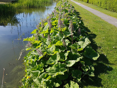 蜂斗菜;Petasites hybridus;officinalis