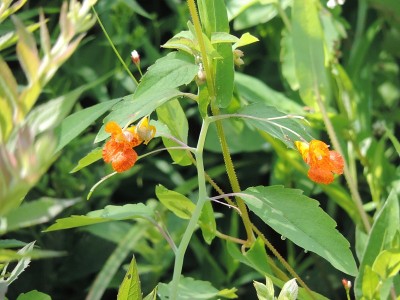 橘色宝石草或斑点摸我(凤仙花)