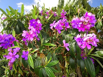 Tibouchina - princess flower
