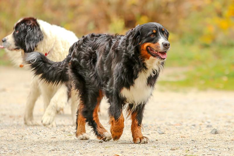 成年伯恩斯山地犬