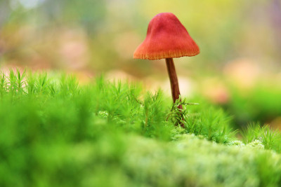 在秋天的森林里，青苔上的蘑菇呈绿色背景