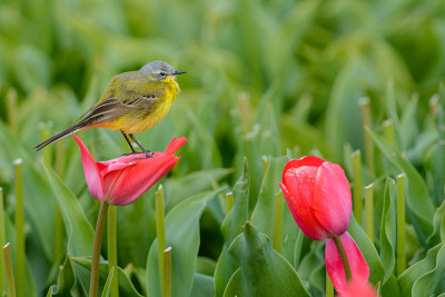 西部黄wagtail(莫塔西拉黄)