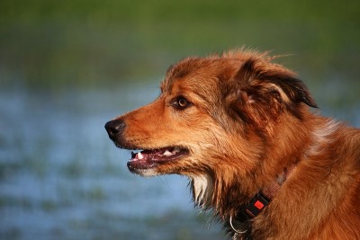 边境牧羊犬在水面上咆哮