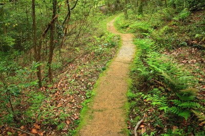 森林，Hallasan，山谷，石头，苔藓门，苔藓楼梯，苔藓，寺庙，Hyonom，