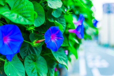 牵牛花和背景