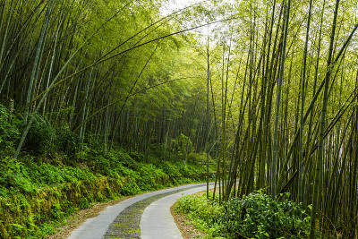 竹林之间的小路