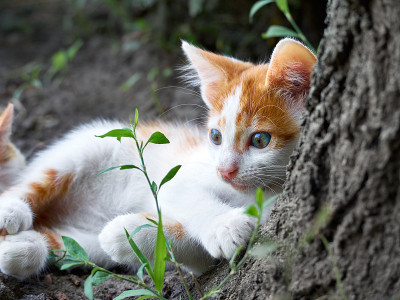 草丛里的小猫。