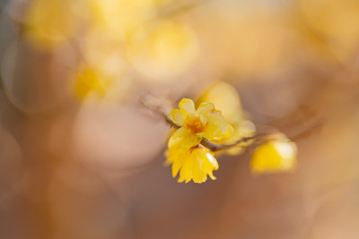 黄色冬香花（日本五香粉/Chimonanthus）