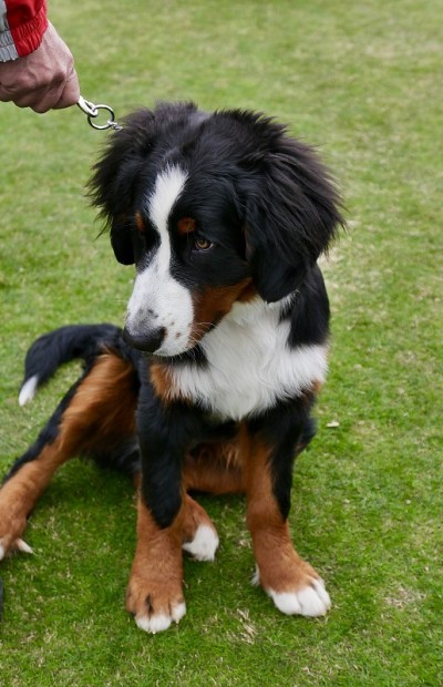 伯尔尼兹山犬