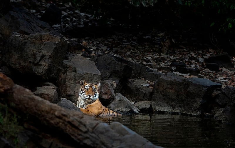 印度拉贾斯坦邦，ranthambore, Panthera tigris