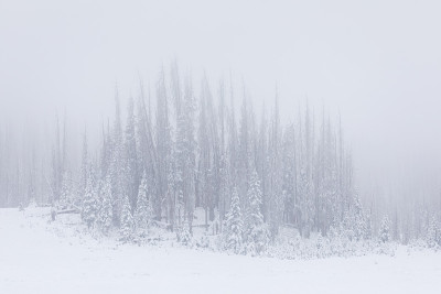 雪域森林景观与雾