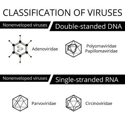 分类的病毒。Nonenveloped病毒。