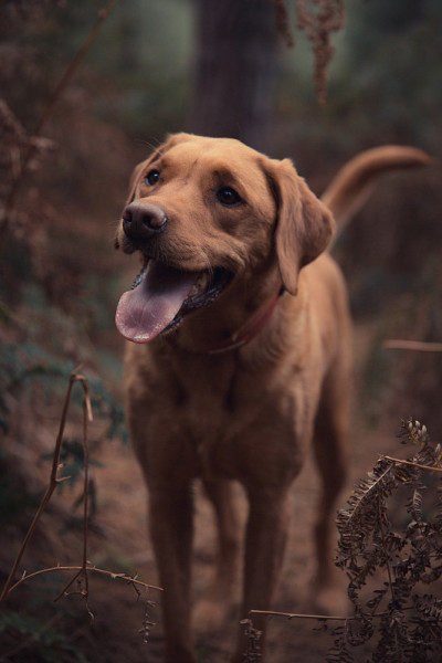 纯种工作拉布拉多猎犬枪狗在户外林地秋季