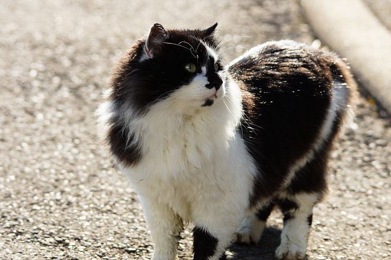 阳光下的猫