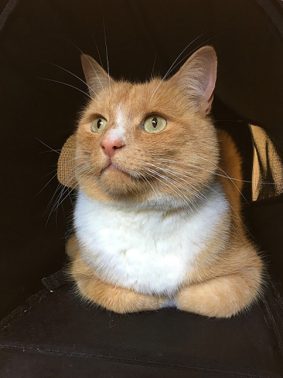 家姜猫在料筐里提箱
