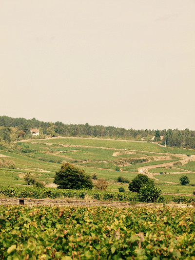 Wineyard /波恩,法国