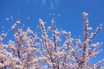 樱花的特写