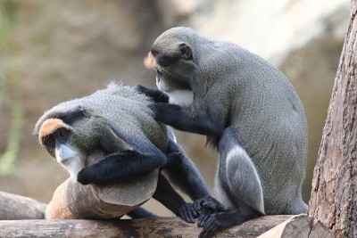 De Brazza's monkey (Cercopithecus ectus)是一种产于非洲中部湿