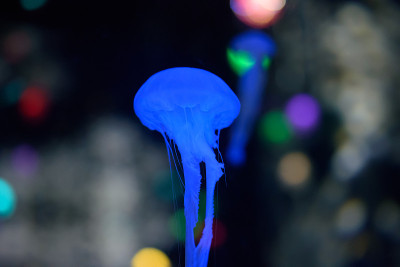 水母