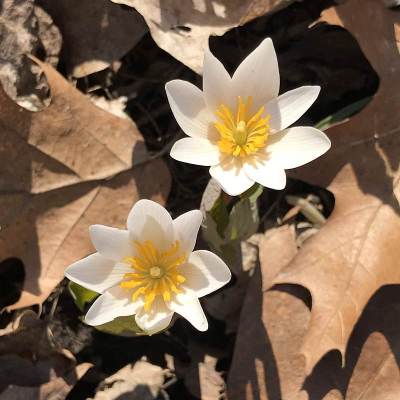 早春野花。美洲血根草(Sanguinaria黄花)。