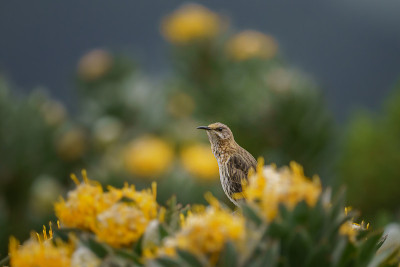 Sugarbird角;在桌山观鸟