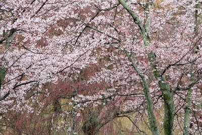 日本静冈县伊豆的佐藤樱(多雨)