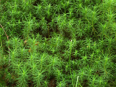 绿色苔藓特写