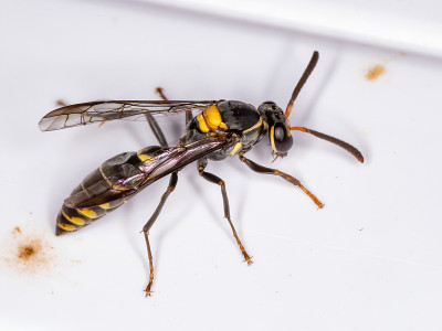 Honey Wasp