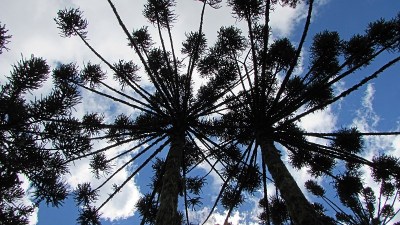 Araucaria