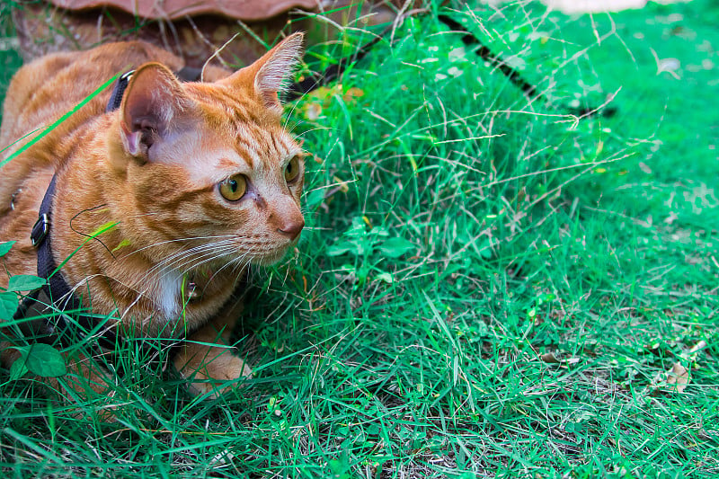 可爱的猫在房子的草坪上玩耍。使用壁纸或动物图像的背景。