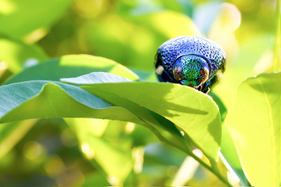 宝石甲虫(Buprestidae)上的水滴是甲虫的一个家族，美丽的昆虫翅膀闪亮的颜色像宝石来自泰国的