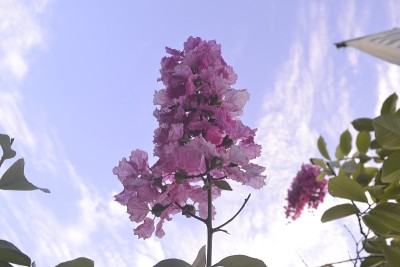 紫薇色花