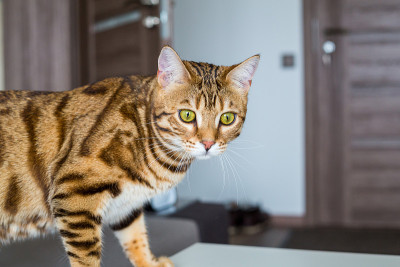 美丽的孟加拉猫在家里的一个房间