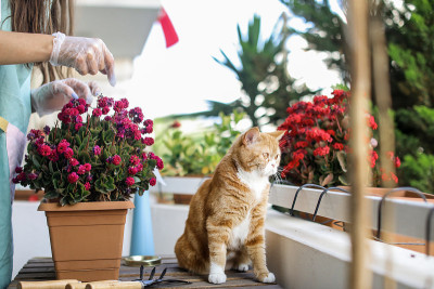 阳台花和猫
