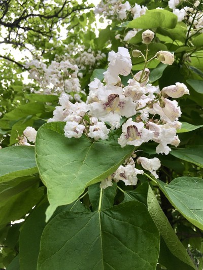 花盛开的梓