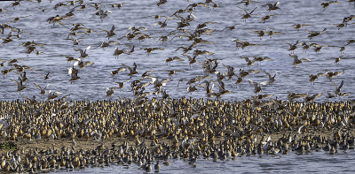 纽结(Calidris canutus)降落在露头上，Snettisham皇家鸟类保护协会保护区，北
