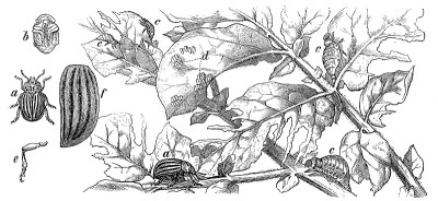 科罗拉多马铃薯甲虫(Leptinotarsa decemlinata)