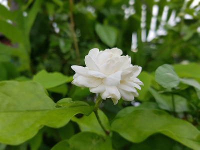 素馨属Sambac芽