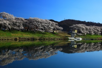 蓝天和樱花