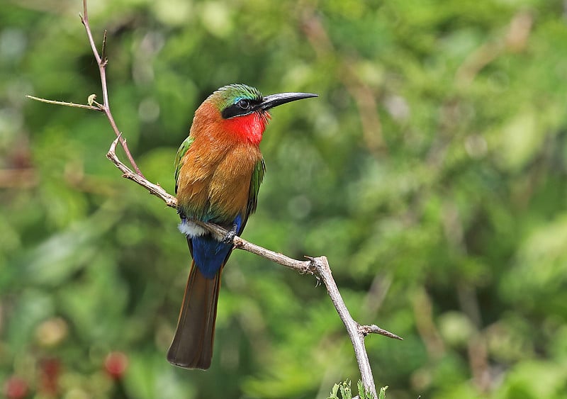 Red-throated Bee-eater