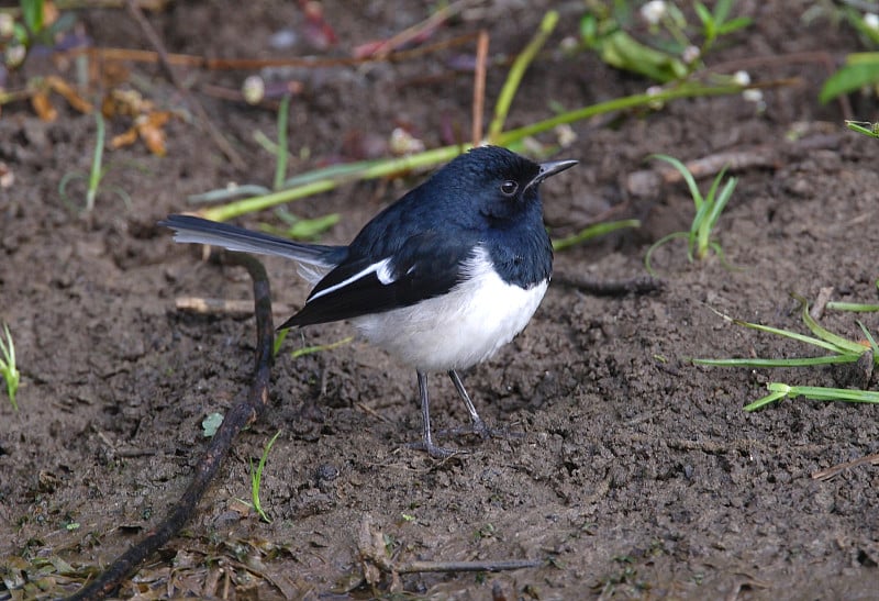 东方Magpie-robin