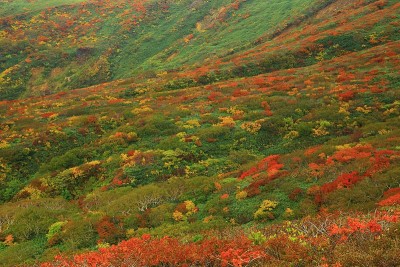 栗山的秋叶