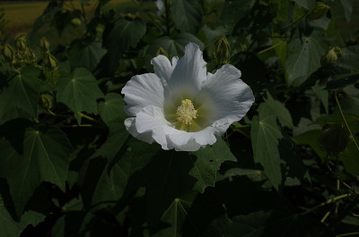 棉花Rosemallow