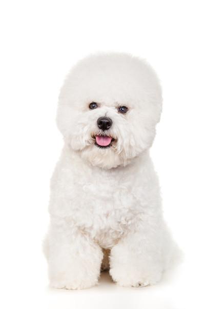 比雄犬坐