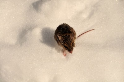 鼠标在雪地上