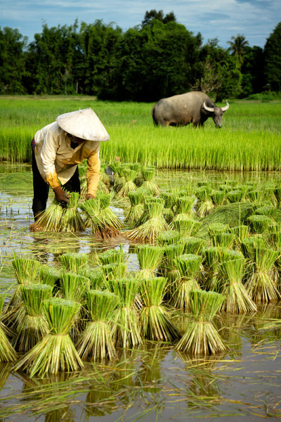 农民与水牛